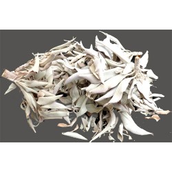 Sauge blanche 5g