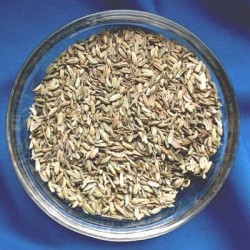 Basilic