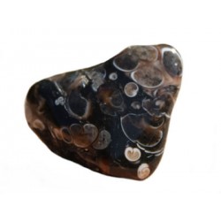 Agate turitelle (agate...