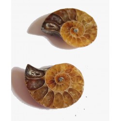 Ammonite (taille S)