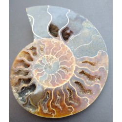 Ammonite